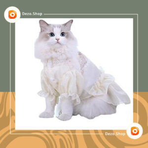 لباس سفید اچ وی گربه خانگی